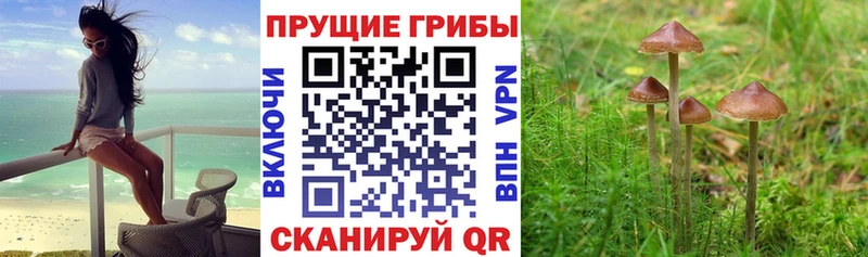Псилоцибиновые грибы MAGIC MUSHROOMS  Купить закладки  Мглин 